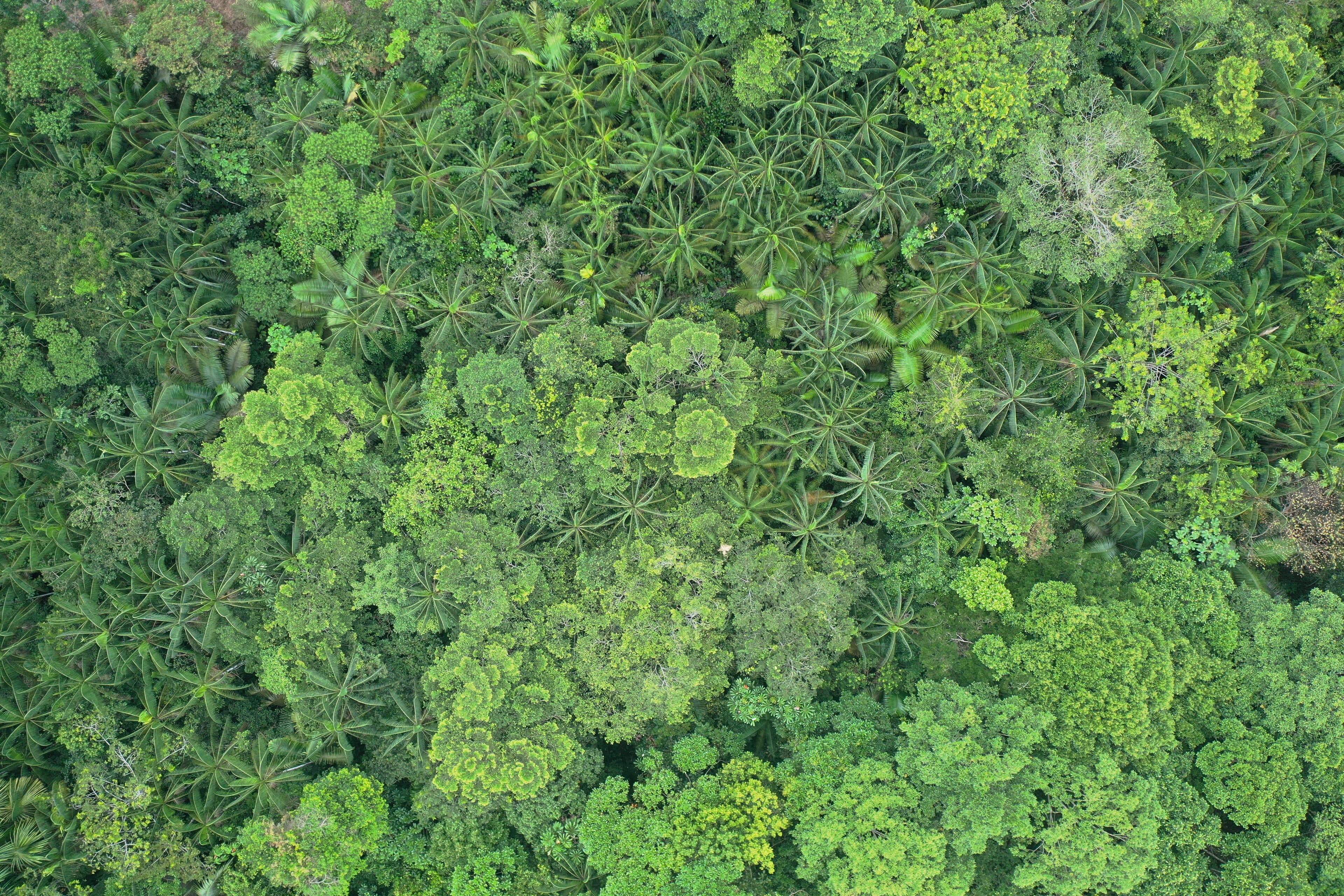 Manejo forestal con enfoque de sostenibilidad