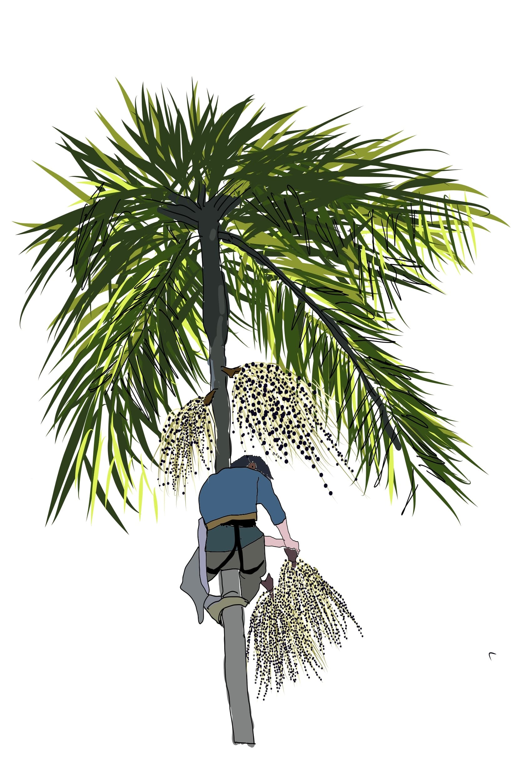 Manejo sostenible del bosque y producción agroforestal